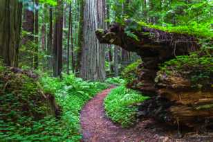 Avenue of the Giants-7091.jpg